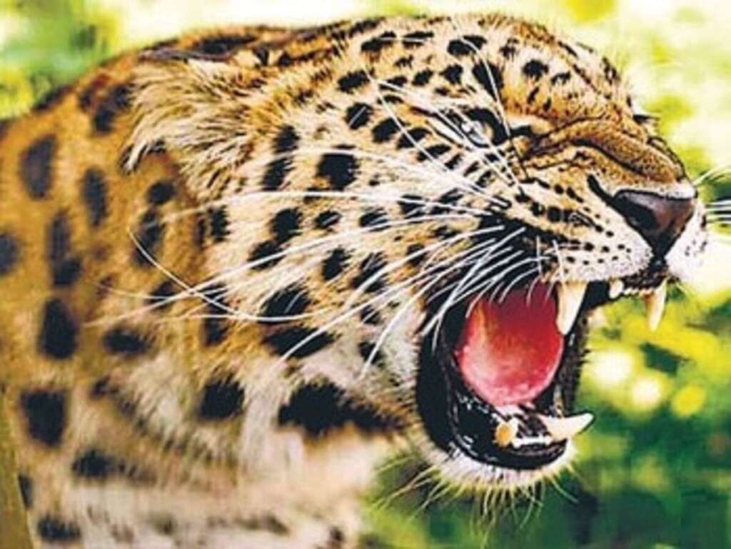 रामनगर में तेंदुए का आतंक, खेत में काम कर रहे ग्रामीण पर किया हमला