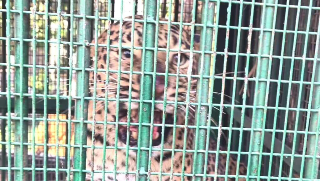 अल्मोड़ा: सिमलखेत में आतंक मचाने वाला तेंदुआ पिंजरे में कैद, ग्रामीणों ने ली राहत की सांस